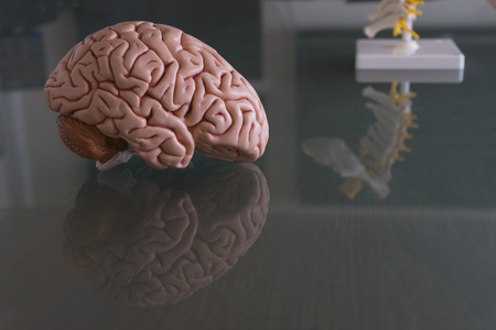 Brain model and spine model with reflection on the table in doctor office,
