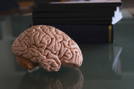 Human brain model and textbooks with reflection on the table of medical officeの写真素材