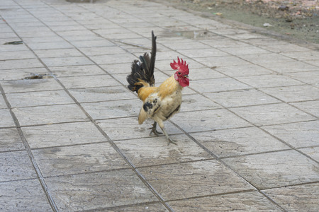 A beautiful hen is walking on the walkwayの写真素材