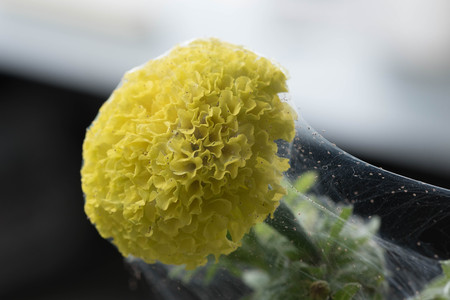 Marigold flower enclosed by spider web and many little spiders