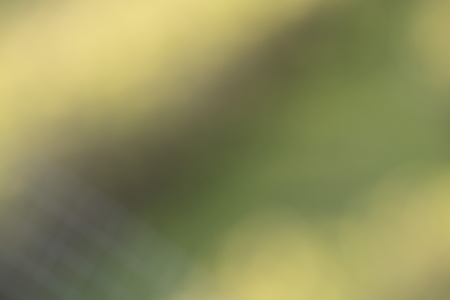 Background of blurred green leavesの写真素材