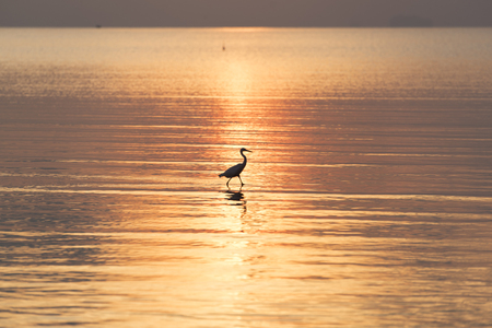 An egret walking in the sea with golden light in the morningの写真素材