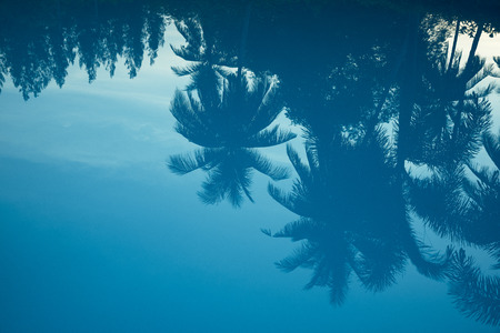 Reflection of coconut tree in swimming pool