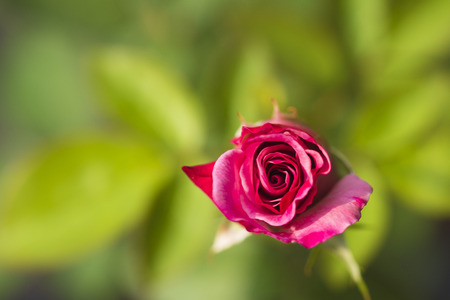 Beautiful pink rose in the garden on green leaves backgroundの写真素材