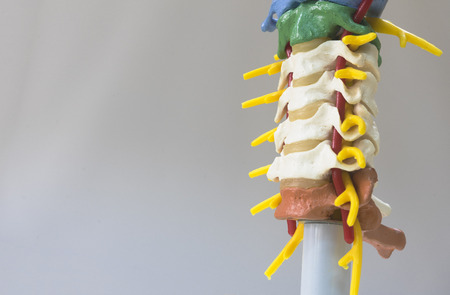 Artificial human cervical spine model in oblique viewの写真素材