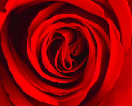 Macrophotography inside of beautiful vibrant red roseの写真素材