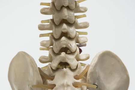 Close-up on back view of human lumbar vertebra model