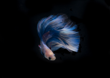 Beautiful blue siamese fighting fish on black backgroundの写真素材
