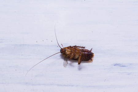 A dead cockroach on the dirty floor