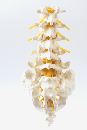Posterior view of artificial human lumbar spine model on white backgroundの写真素材