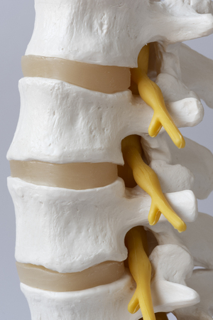 Close-up view of human lumbar spine model on white backgroundの写真素材