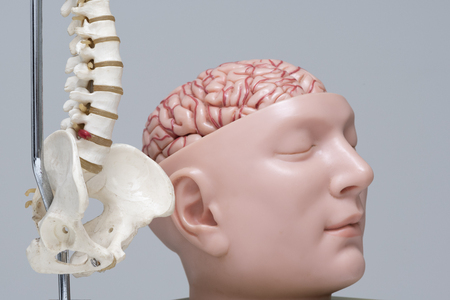 Artificial human lumbar spine and brain model in medical officeの写真素材