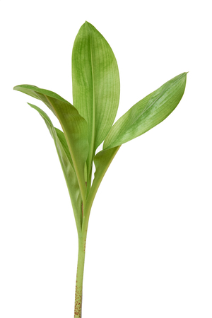 Green leaves of scadoxus multiflorus isolated on white backgroundの写真素材