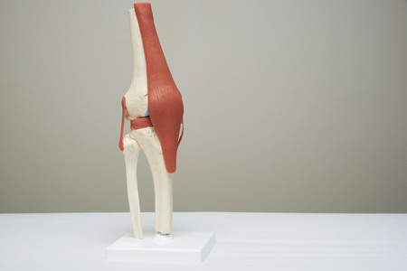 Artificial human knee joint model in medical officeの写真素材