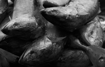 Mackerels from Maeklong river identifuing by their crooked heads and bent necks in black and white