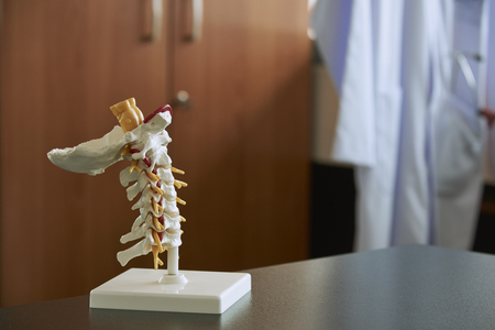 Artificial human cervical spine model in medical office. Labcoat with stethoscope and reflex hammer in the pocket on background