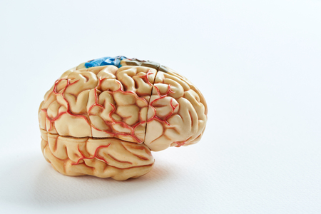 Side view of human brain model on the white background