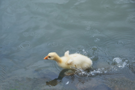 A small cute yellow gosling swimming in the pond
