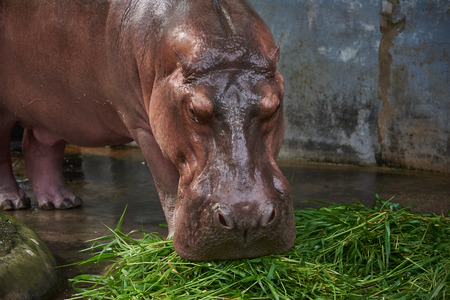A big brown hippopotamus eating green grass on the groundの写真素材