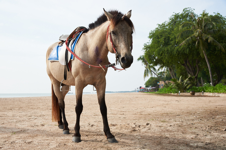 Beautiful brown horse with seashell on the head mimicking unicorn standing on the beachの写真素材