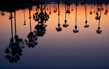 Reflection of background sunrise at coconut palm tree in rice field.の写真素材