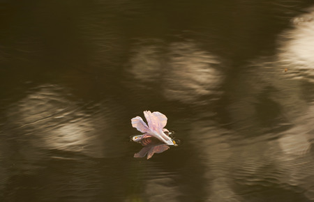 A beautiful pink Tabebuia rosea falling into the waterの写真素材