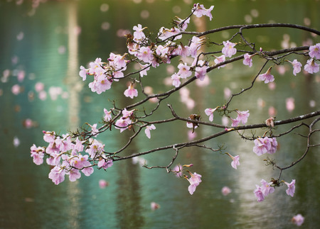 Beautiful pink tabebuia rosea flowers branches over the water of the pond