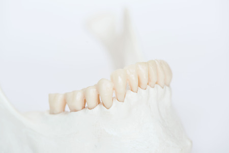 Close-up side view of artificial human teeth on jaw bone modelの写真素材