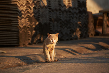 A brown cat sitting and staring in front of the tiles against morning sunlightの写真素材