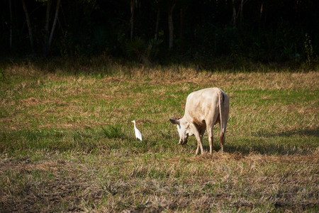 A white egret bird and a buffalo in the green fieldの写真素材