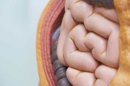Close-up view of artificial human small intestines in body model