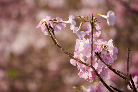 Beautiful pink tabeuia rosea flowers in the parkの写真素材