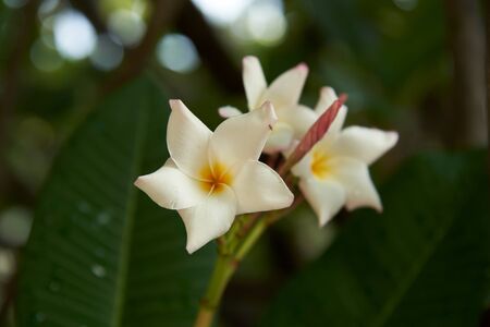 Beautiful Plumeria alba flowers after the rain in the gardenの写真素材