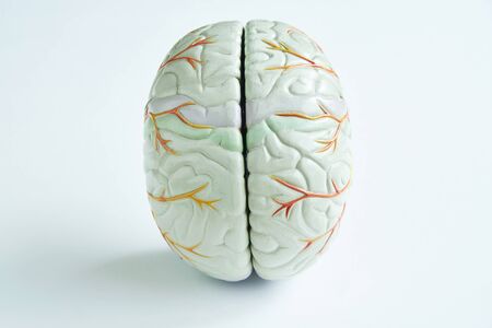 Arifitial human brain model on white background