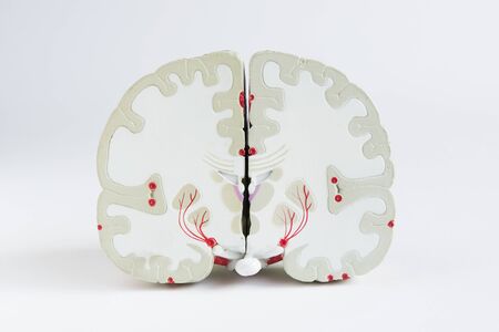Front section view of artificial human brain model on white background
