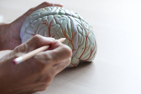 Human brain model on the desk of medical office and doctor demonstrating anatomy of brain.の写真素材