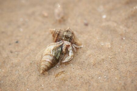 Two small hermit crabs on the beach