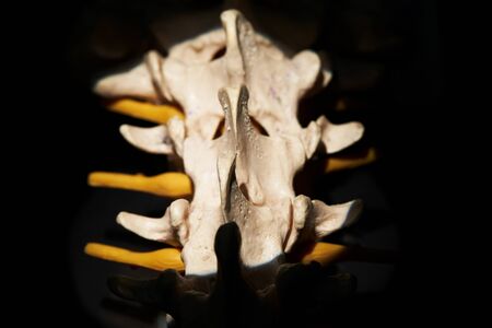 Close-up back view of artificial human lumbar spine model under surgical light microscope in operating roomの写真素材