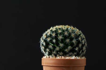 Beautiful Acanthocalycium cactus on black backgroundの写真素材