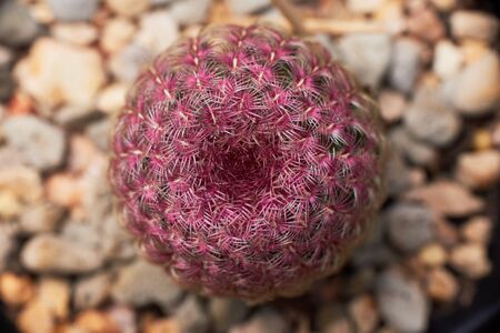 Top view of beautiful pink cactus in flower pot