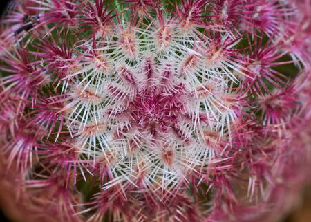 Close-up and top view of echinocereus cactus or rainbow cactus in the flower pot.