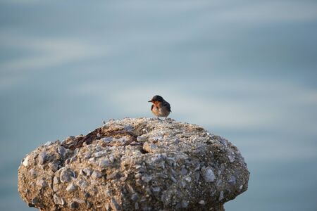 Close-up view of small cute bird on the pole and morning sunlight. Background of  blue sea.の写真素材