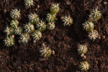 Top view macrophotography of small growing Setiechinopsis mirabilis cactus in flower potの写真素材