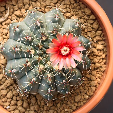 Top view of beautiful pink gymnocalycium baldianum cactus flower in flower potの写真素材