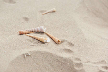 Seashells and foot prints on the sand