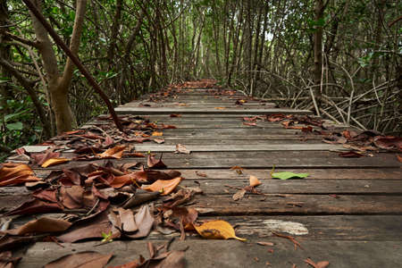 Fallen leaves on the wooden walkway. Mangrove forest on background.の写真素材