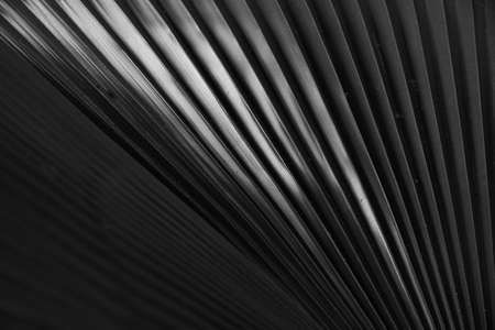 Close-up view black and white photography pattern of palm leavesの写真素材