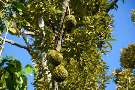 Durian fruits on durian tree in the garden and blue sky background