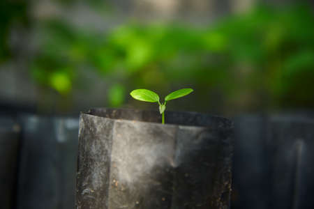 Close-up view of young papaya plants in plastic bag. and morning sunlight
