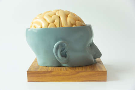 Artificial human brain model on white backgroundの写真素材